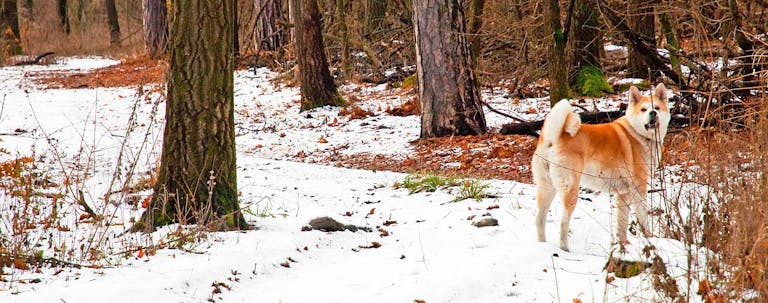 How to Train an Akita to Hunt How to Train an Akita to Hunt